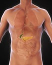 Human Gallbladder and Pancreas Anatomy Royalty Free Stock Photo