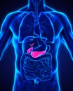 Human Gallbladder and Pancreas Anatomy Royalty Free Stock Photo