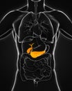 Human Gallbladder and Pancreas Anatomy Royalty Free Stock Photo