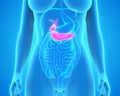 Human Gallbladder and Pancreas Anatomy Royalty Free Stock Photo