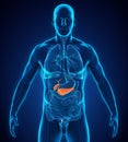 Human Gallbladder and Pancreas Anatomy Royalty Free Stock Photo