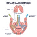 Human gas exchange system with blood oxygen circulation outline diagram Royalty Free Stock Photo