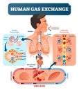 Human gas exchange system vector illustration. Oxygen travel from lungs to heart, to all body cells and back to lungs as CO2. Royalty Free Stock Photo