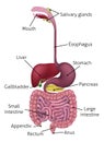 Human Gastrointestinal Digestive System and Labels