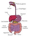 Human Gastrointestinal System Gut Digestive Tract Royalty Free Stock Photo