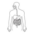 Human gastrointestinal tract or digestive system line art icon for apps and websites Royalty Free Stock Photo