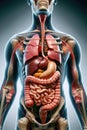 Human Gastrointestinal Tract