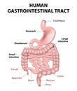 Human gastrointestinal tract Royalty Free Stock Photo