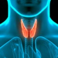 Human Glands Lobes of Thyroid Gland Anatomy