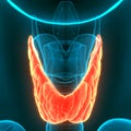 Human Glands Lobes of Thyroid Gland Anatomy