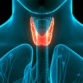 Human Glands Lobes of Thyroid Gland Anatomy