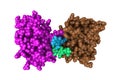 Human granzyme B, a protein released by pathogen-infected or transformed target cells during cellular immune reactions