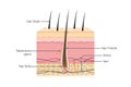 Human Hair Anatomy on isolated.