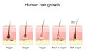 Human hair growth. life cycle of hair follicle. phases anagen, catagen, telogen