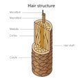 human hair structure diagram medical science