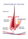 human hair structure educational poster