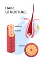 human hair structure educational poster