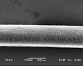 The scanning electron micrograph of human hair.