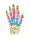 Human hand bones anatomy. Colored hand parts structure. Human wrist diagram vector illustration.