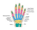 Human hand bones anatomy with descriptions. Colored hand parts structure. Lunate, triquetrum, pisiform, capitate, hamate Royalty Free Stock Photo