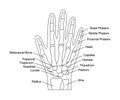 Human hand bones anatomy with descriptions. Hand parts structure. Human internal organ illustration. Royalty Free Stock Photo