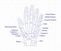 Human hand bones anatomy drawing with a pen on notebook. Hand parts structure diagram with bones description. Human Royalty Free Stock Photo