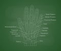 Human hand bones anatomy on a green school board. Human hand diagram with bones description. Educational content for Royalty Free Stock Photo
