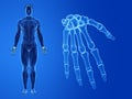 The human hand bones