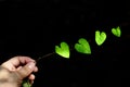 A human hand with a branch with a green heart shaped leaf With light shining on it