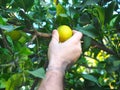 Human hand breaks a lemon from tree branch, close up Royalty Free Stock Photo