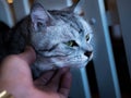 Human hand caresses cute cat head