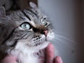 Human hand caresses cute cat head