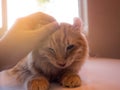 Human hand caresses cute cat head