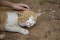 Blind eyed stray cat is alone on the park ground