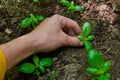 Planting Basil Seedlings Royalty Free Stock Photo