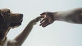 Human hand and dog paw reaching out to touch, symbolizing friendship and trust. a heartwarming, simple moment captured Royalty Free Stock Photo