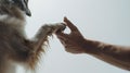 Human hand and dog paw in a touching gesture. friendship between human and pet captured. intimate and warm moment of
