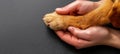 Human hand and dog paw touching, symbolizing a strong bond and friendship between human and pet Royalty Free Stock Photo