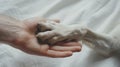 Human hand gently holding a dog& x27;s paw, symbol of care and friendship. capturing a tender moment between species. a Royalty Free Stock Photo