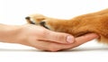 Human hand and dog s paw touching a symbol of love and friendship between human and pet Royalty Free Stock Photo