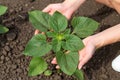 a human hand examines the leaves of young sunflowers. Agriculture Royalty Free Stock Photo