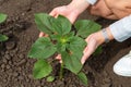 a human hand examines the leaves of young sunflowers. Agriculture Royalty Free Stock Photo