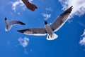 Human hand feed a seagull bird flying in the blue sky Royalty Free Stock Photo