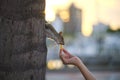 Human hand feeding beautiful wild gray squirrel in summer town park Royalty Free Stock Photo