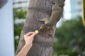 Human hand feeding beautiful wild gray squirrel in summer town park Royalty Free Stock Photo