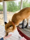 Human Hand Feeding fox Background Royalty Free Stock Photo