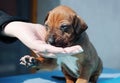 Human hand feeding little puppy