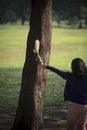 Human hand feeding some food for wild squirrel in public park