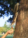 Human hand feeding sone food for wild squirrel in public park Royalty Free Stock Photo