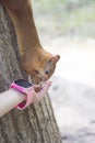 Human Hand Feeding squirrel Background